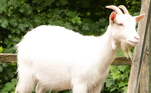 �а��Z�Ի�ӽ̰���ɽ���_�꡷��ͨ��10ƪ��