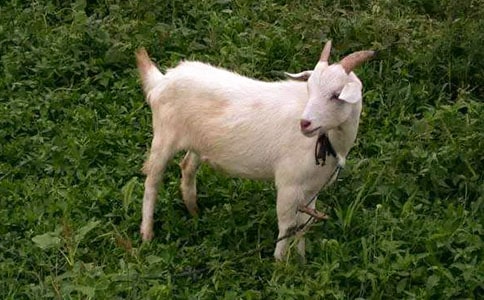 ɽ�򲻳����òݸ������x���1000��5ƪ