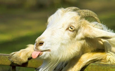 ɽ�򲻳����ò��x���350�֣�ͨ��12ƪ��