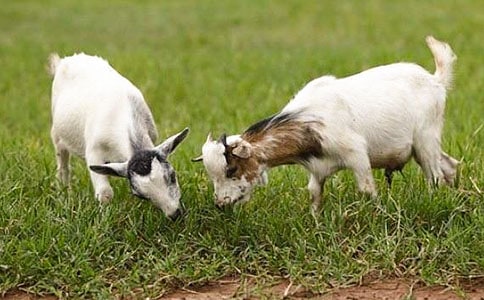 ����Z�Ի�ӽ̰����̌W��˼��ɽ���_�꡷