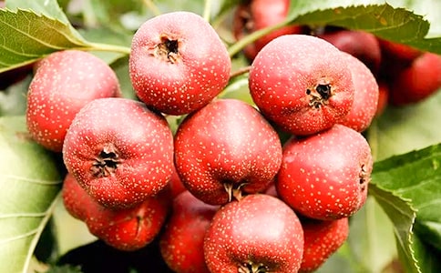 ��ɽ高�֮�١��x�����