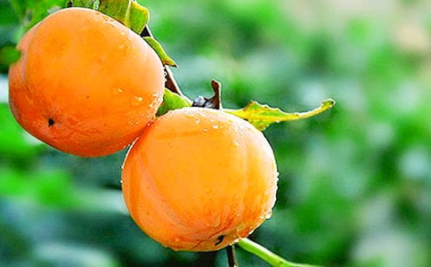 �P(gu��n)�����Ә��Ԋ��