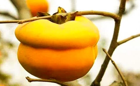 ���Ӽt�˽�(j��ng)��ɢ��