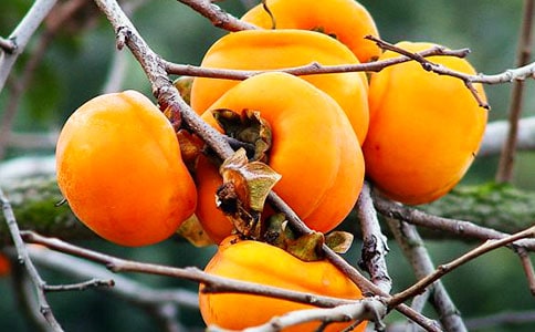 ժ������ӛ