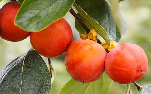 ���ӻ��_(k��i)ɢ��