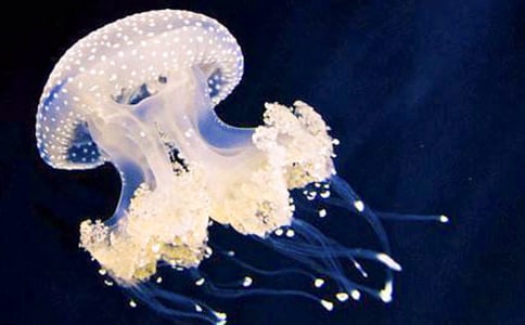 С�����g�̰�ˮĸ�̰�