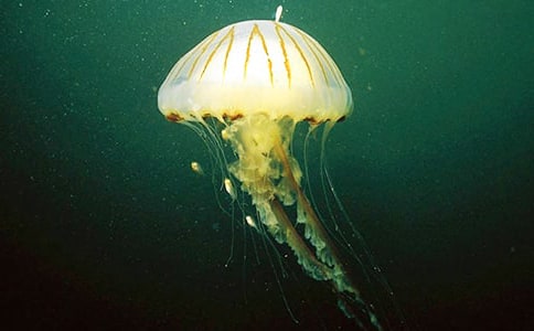 �����wˮĸ��Ů�����x��з���