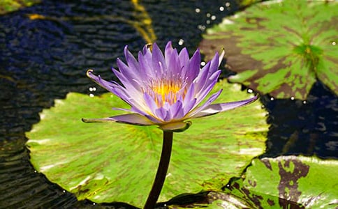 ˯ɏ����ɢ��