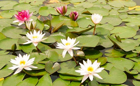 ˯ɏˮ�ۮ��̰�