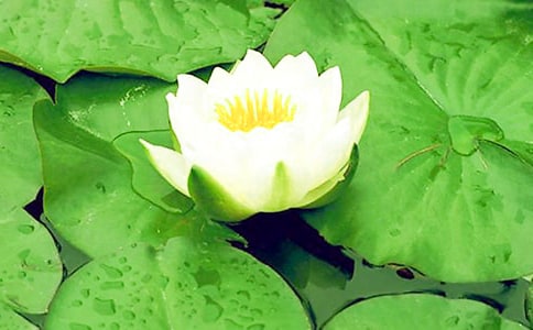 池塘里有兩朵小睡蓮優美散文