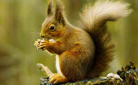 ���꼉�σ�����̌W�OӋ