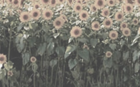 ���NһƬ̫ꖻ����Ľ̌W�OӋ