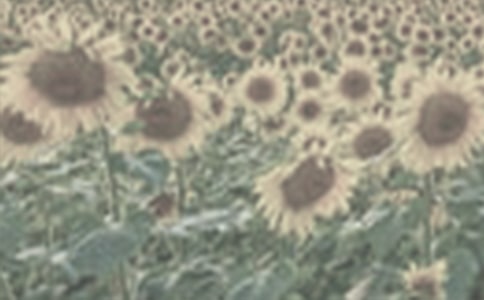 ���C������̫ꖻ���x�����}����