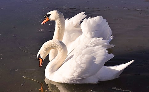 ���Z�Ĺ��½̌W�OӋ