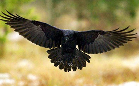 �n�ġ����f��ˮ���ă�(y��u)��̰��O(sh��)Ӌ����