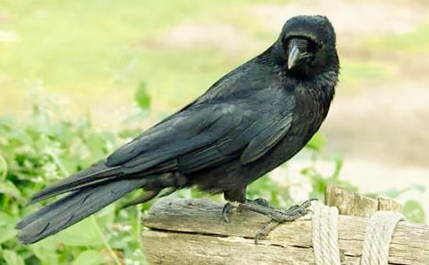 ���f��ˮ�Ĺ���