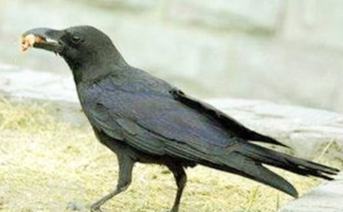 �����u�c���f����x�𰸼�ԭ��