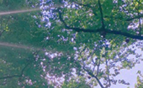 美好的午安微信問候語大匯總74條