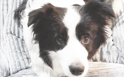 �P��С������ӛ