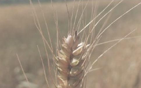 С���Nֲ���A������