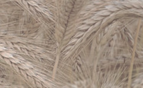 《輪子上麥小麥》讀后感