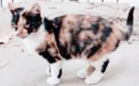 ��С؈����������ɽ�����x��з���