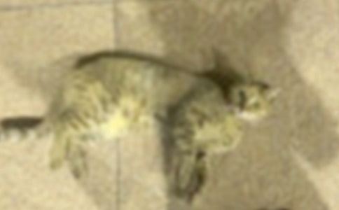 ���ż�С؈����ӛ