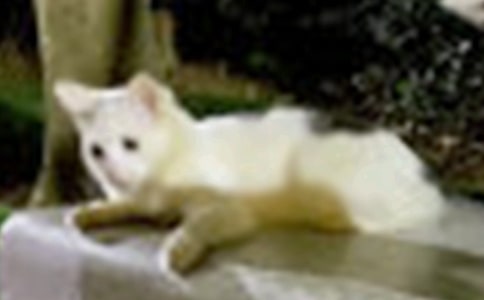 �ɐ۵�С؈��ӛ200�֣�ͨ��60ƪ��