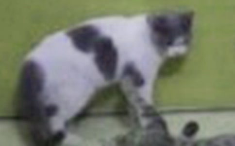 С؈�������x���600��