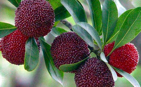 我愛故鄉的楊梅教學反思1000字