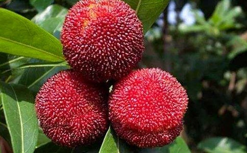 �Ґ۹��l(xi��ng)�ė�÷�̰�����