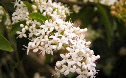 ҹ����Ԋ��