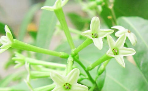 �茑ҹ����ľ���ժ�������x80�䣩