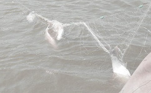 絕佳拍檔之大漁網闖大禍的讀后感