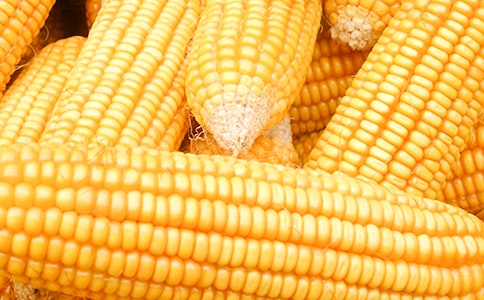 ���ײ�ُ��ͬ(���\13ƪ)