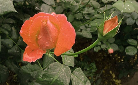 �¼����lѿ��ӛ�����x27ƪ��