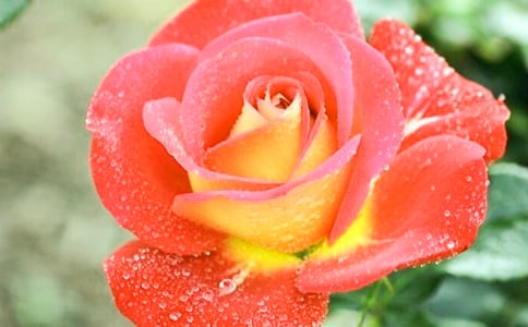 觀察月季花日記范文300字(通用6篇)