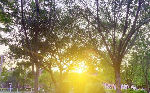 ���ε��簲�������ժ�62��