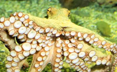 ������g�̰��Ԛ�����~�̰�