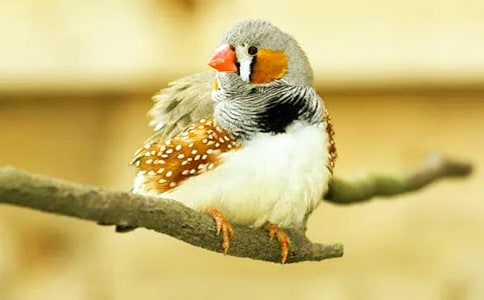 �����B�x���ĵ��w�����ģ�ͨ��42ƪ��