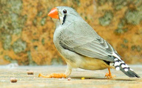 珍珠鳥(niǎo)閱讀答案