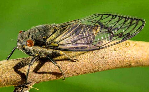 觀察知了日記300字左右