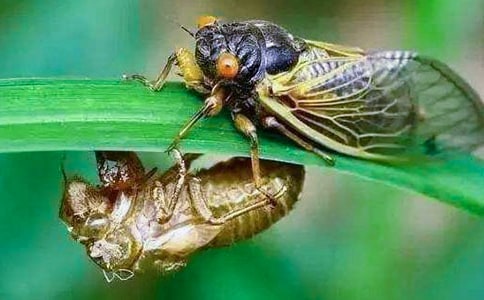 ֪��͑����ӛ