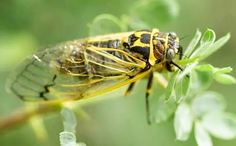 ���˵�֪����ӛ