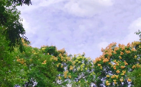 �茑��������ľ���20��