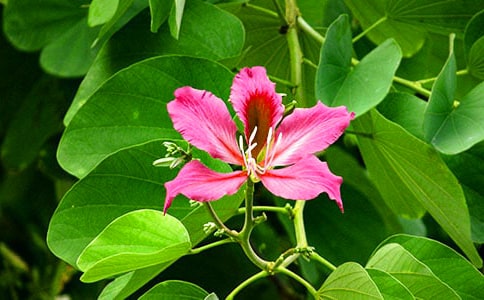 �茑���G��Ԋ��