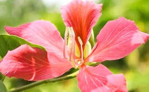 紫荊花開(kāi)別樣紅作文