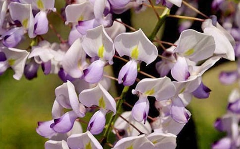 ���ٻ��_�ă�(y��u)��ɢ��