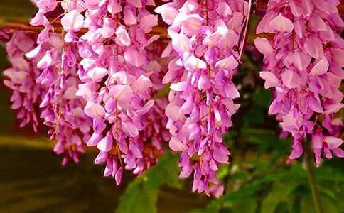 ����һ�����ٻ��_ɢ��