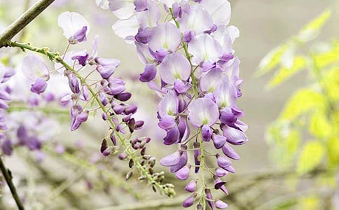 ���ٻ��_������ɢ��